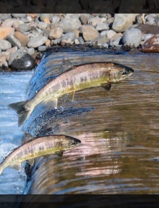 Período de Piracema começou e deve ir até fevereiro de 2025