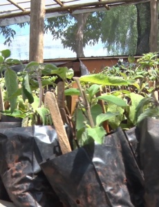 Projeto “Troque o Lixo pelo Verde” chega à sua 19ª edição em Pará de Minas