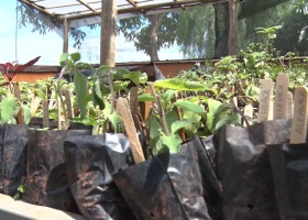 Projeto “Troque o Lixo pelo Verde” chega à sua 19ª edição em Pará de Minas