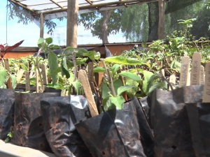 Projeto “Troque o Lixo pelo Verde” chega à sua 19ª edição em Pará de Minas