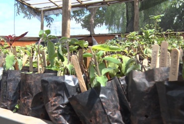 Projeto “Troque o Lixo pelo Verde” chega à sua 19ª edição em Pará de Minas