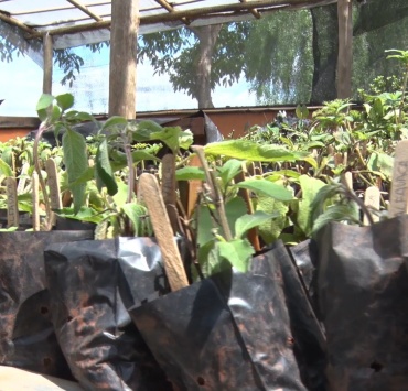 Projeto “Troque o Lixo pelo Verde” chega à sua 19ª edição em Pará de Minas