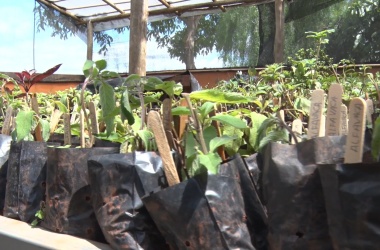 Projeto “Troque o Lixo pelo Verde” chega à sua 19ª edição em Pará de Minas