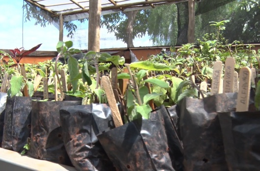 Projeto “Troque o Lixo pelo Verde” chega à sua 19ª edição em Pará de Minas