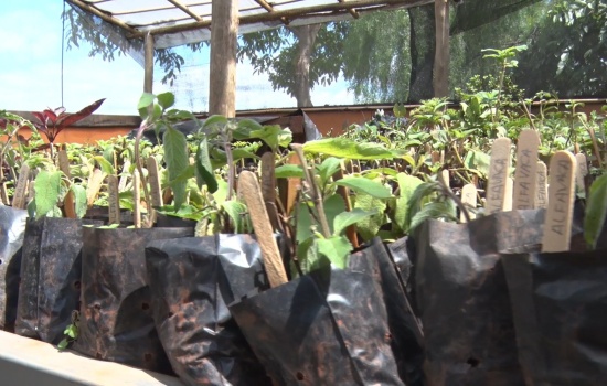 Projeto “Troque o Lixo pelo Verde” chega à sua 19ª edição em Pará de Minas