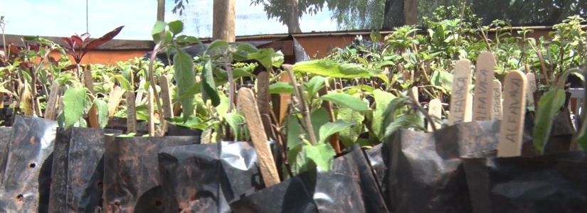 Projeto “Troque o Lixo pelo Verde” chega à sua 19ª edição em Pará de Minas