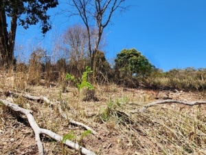 Produtor afetado pela seca em Minas poderá renegociar dívidas