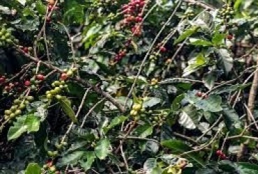 Produção de Café no Brasil em 2025 Deverá Cair 4,4% em Relação ao Ano Anterior