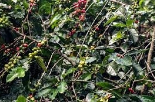 Produção de Café no Brasil em 2025 Deverá Cair 4,4% em Relação ao Ano Anterior