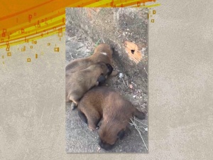 Cães são encontrados dentro de bueiro em Pará de Minas