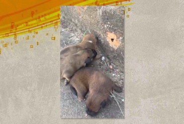 Cães são encontrados dentro de bueiro em Pará de Minas