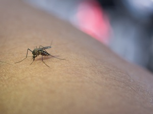 Casos de Dengue em Minas Gerais e no Brasil Apresentam Redução em 2025