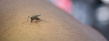 Casos de Dengue em Minas Gerais e no Brasil Apresentam Redução em 2025