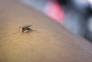 Casos de Dengue em Minas Gerais e no Brasil Apresentam Redução em 2025