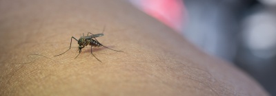 Casos de Dengue em Minas Gerais e no Brasil Apresentam Redução em 2025